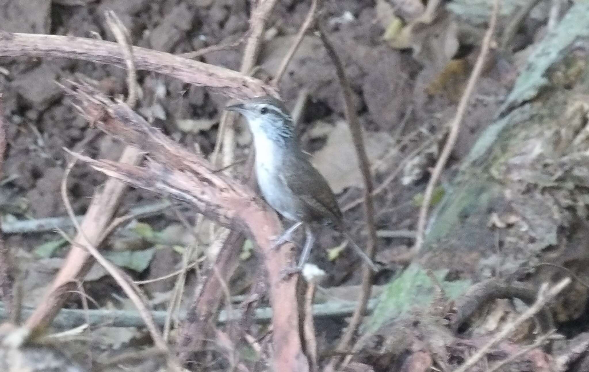 Image de Troglodyte du Sinaloa