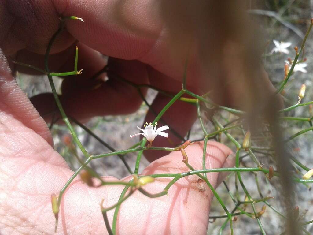 Sivun Corynotheca micrantha (Lindl.) Druce kuva