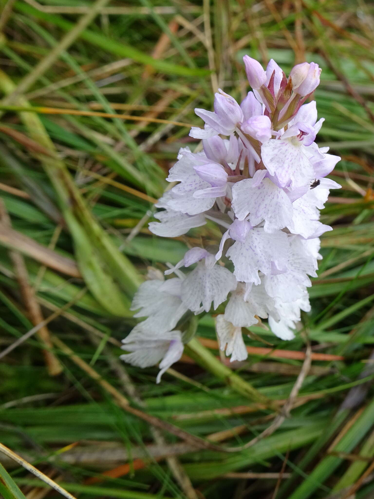 Image de Dactylorhiza maculata subsp. ericetorum (E. F. Linton) P. F. Hunt & Summerh.