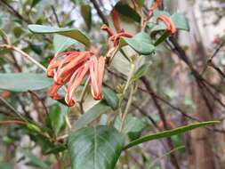 Image of Grevillea oxyantha subsp. oxyantha