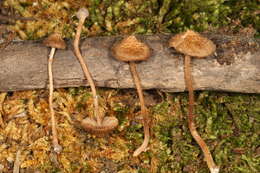 Image of Inocybe subfulva Peck 1888