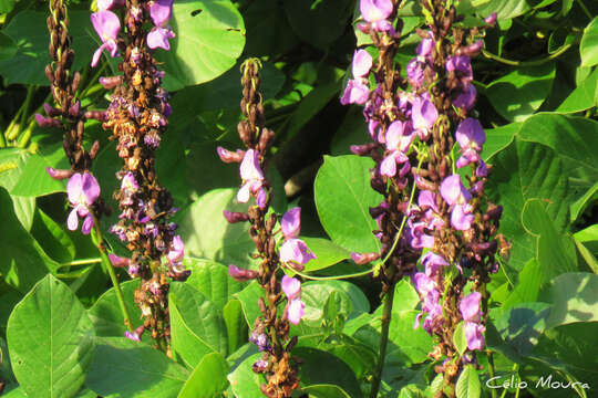 Image of Macropsychanthus violaceus