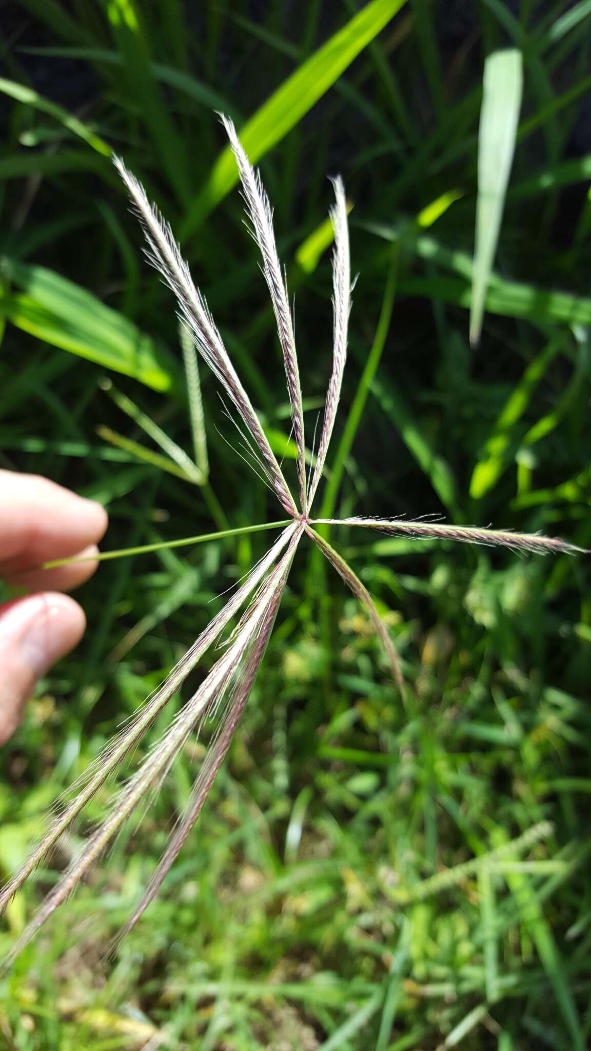 Image of spiderweb chloris