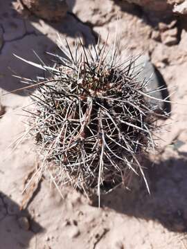 Image of Echinopsis aurea Britton & Rose