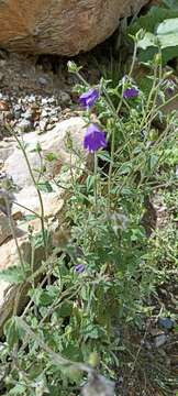 Imagem de Campanula pallida Wall.