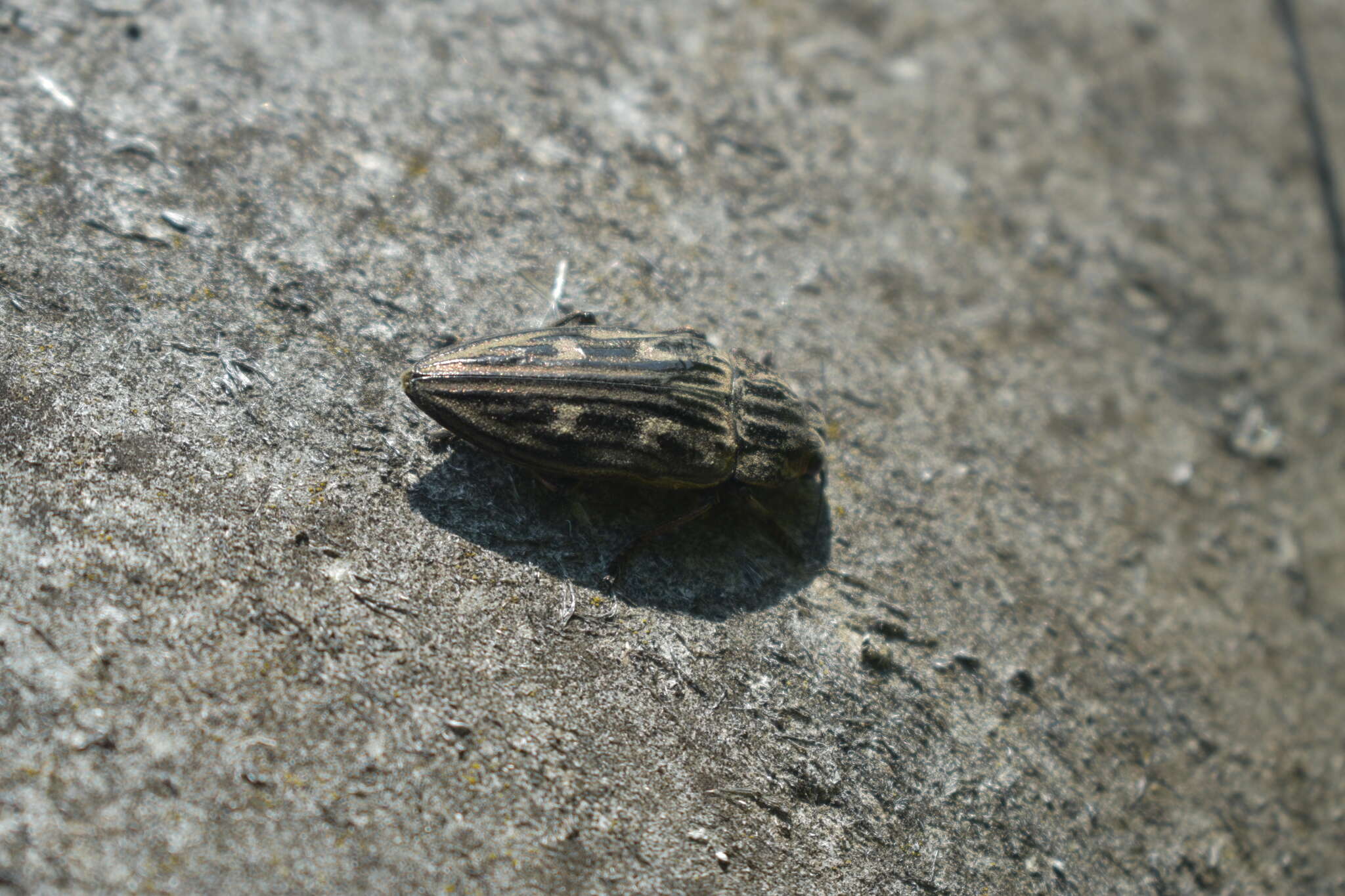 Image of Flatheaded Pine Borer