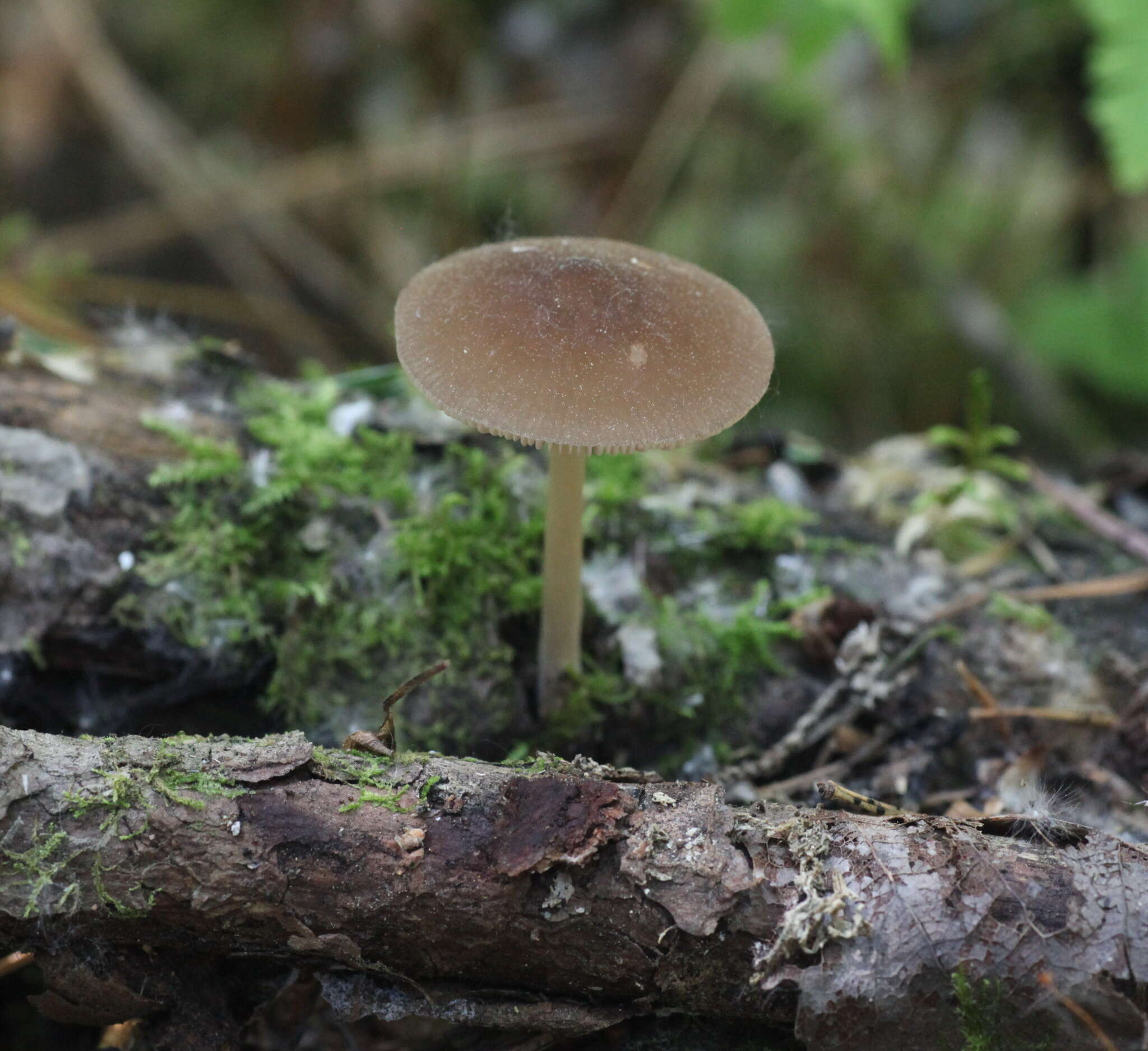 Imagem de Pluteus phlebophorus (Ditmar) P. Kumm. 1871