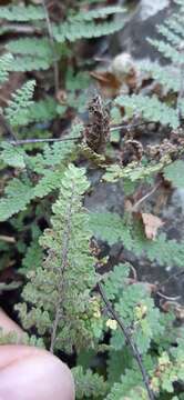 Plancia ëd Myriopteris chipinquensis (Knobloch & Lellinger) Grusz & Windham