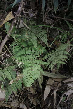 Image of Dryopteris pseudocaenopteris (Kunze) Li Bing Zhang