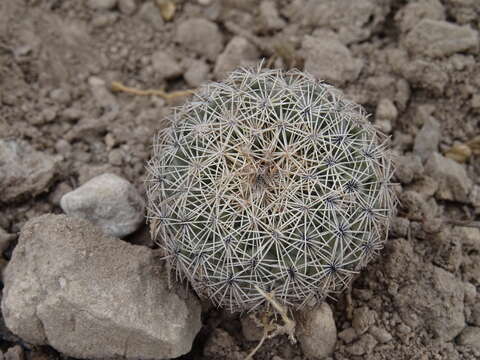 Image of Coryphantha compacta (Engelm.) Britton & Rose