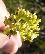 Image of Thesium glomeratum A. W. Hill
