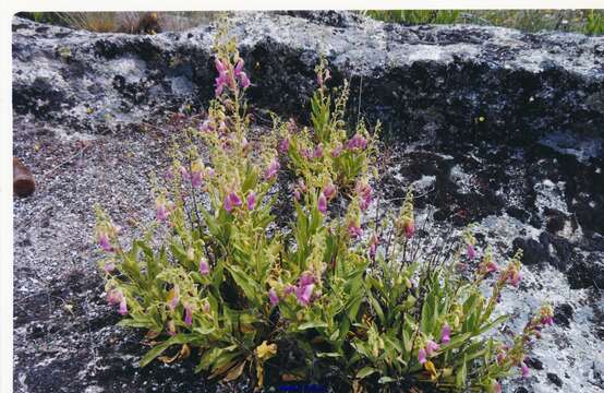 Image of Spanish digitalis