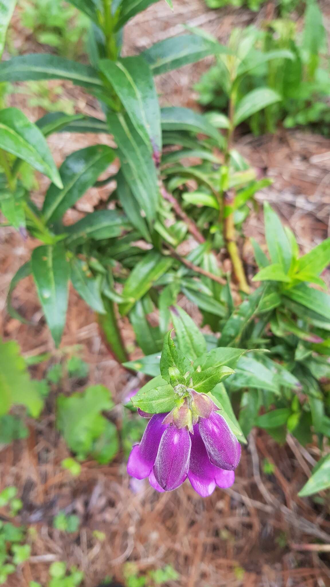 Penstemon gentianoides (Kunth) Poir.的圖片