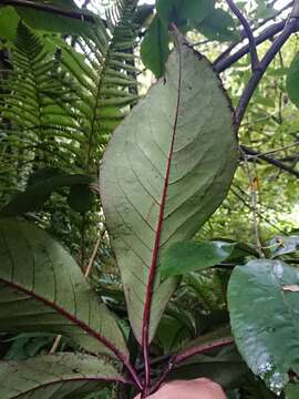 Image of shrub panax