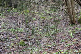 Image of Galanthus angustifolius Koss