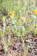 Plancia ëd Anthyllis lotoides L.