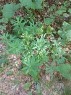 Image of Hairy Spurge