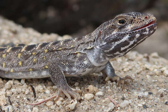 Image of Cope's leopard lizard