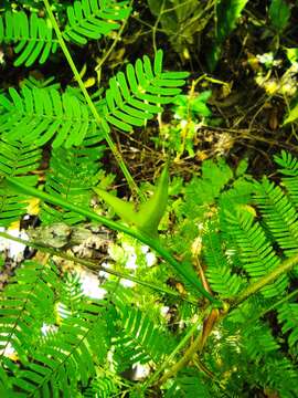 Image of bull horn acacia