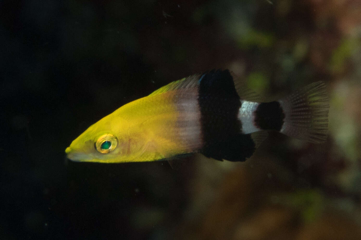 Bodianus loxozonus (Snyder 1908) resmi