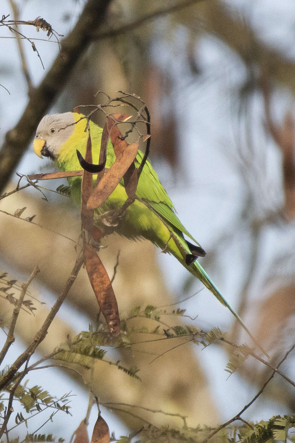 Image of Blossom-headed Parakeet