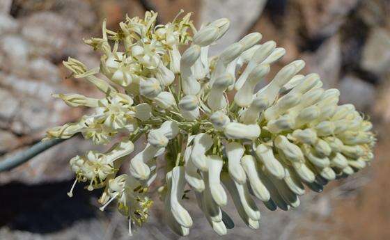 Imagem de Pseudogaltonia liliiflora J. C. Manning & Goldblatt