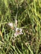 Imagem de Gladiolus permeabilis subsp. edulis (Burch. ex Ker Gawl.) Oberm.