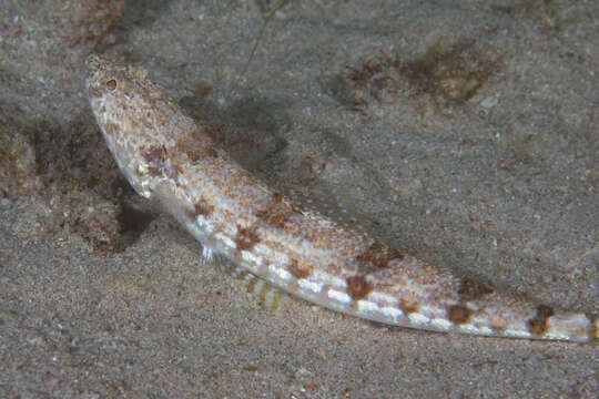 Image of Sand lizardfish