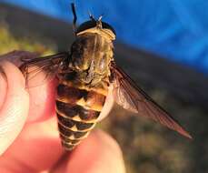 Tabanus bovinus Linnaeus 1758 resmi