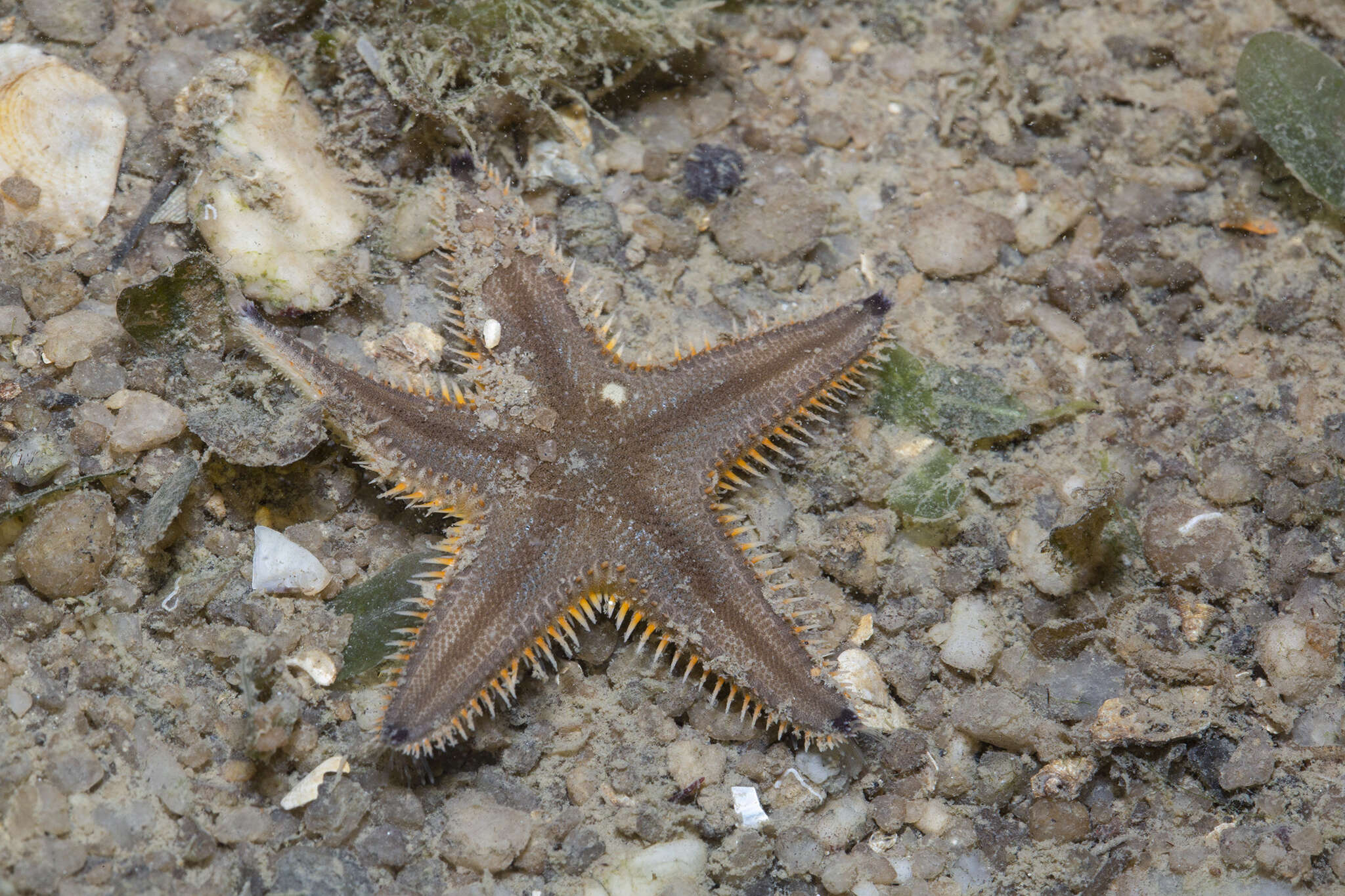 Image of Astropecten indicus Döderlein 1888