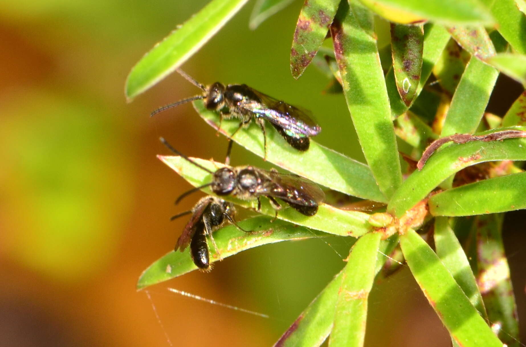 Lasioglossum sordidum (Smith 1853) resmi