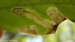 Image of <i>Liriomyza limopsis</i>