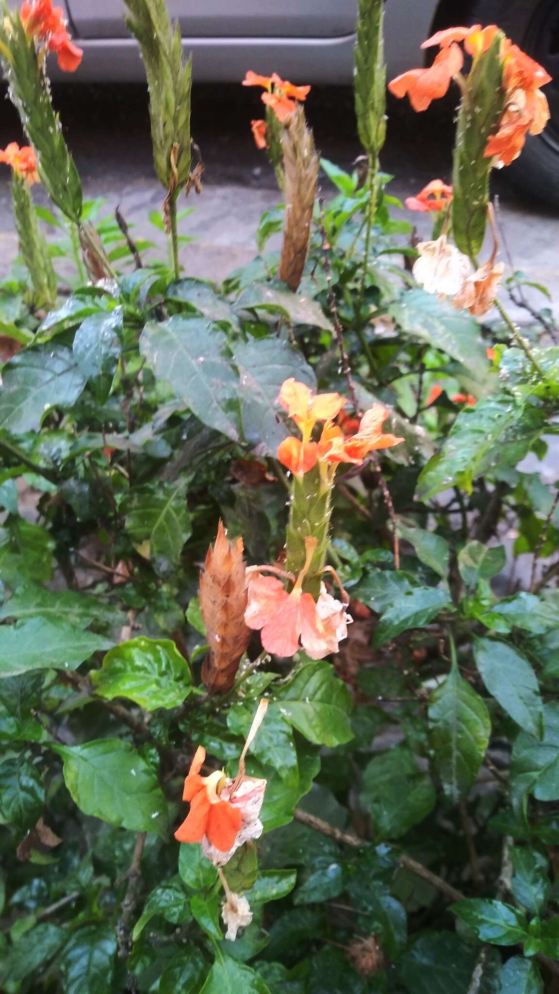 Image of Crossandra infundibuliformis (L.) Nees