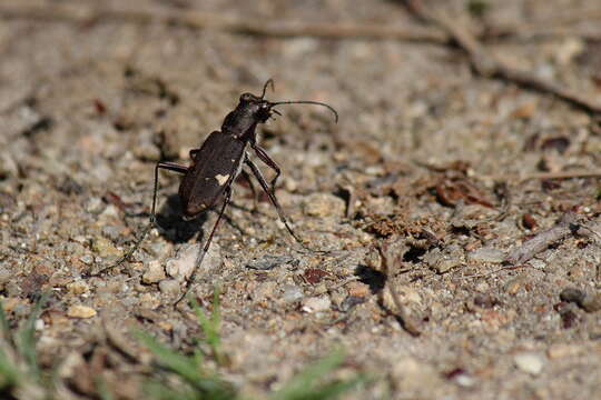 Image de Cicindela (Cicindela) japana Motschulsky 1858