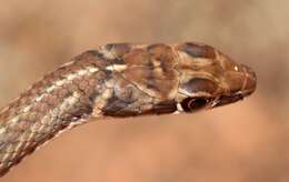 Imagem de Psammophis notostictus Peters 1867