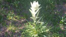 Image de Cirsium culebraense Ackerf.