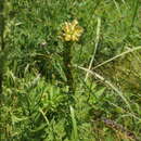 Image of Pedicularis striata Pall.