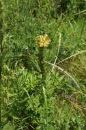 Pedicularis striata Pall. resmi