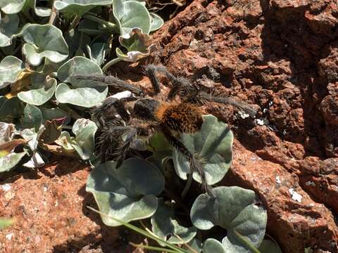 Image de Plesiopelma