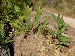 Image of Apurimacia dolichocarpa (Griseb.) Burkart