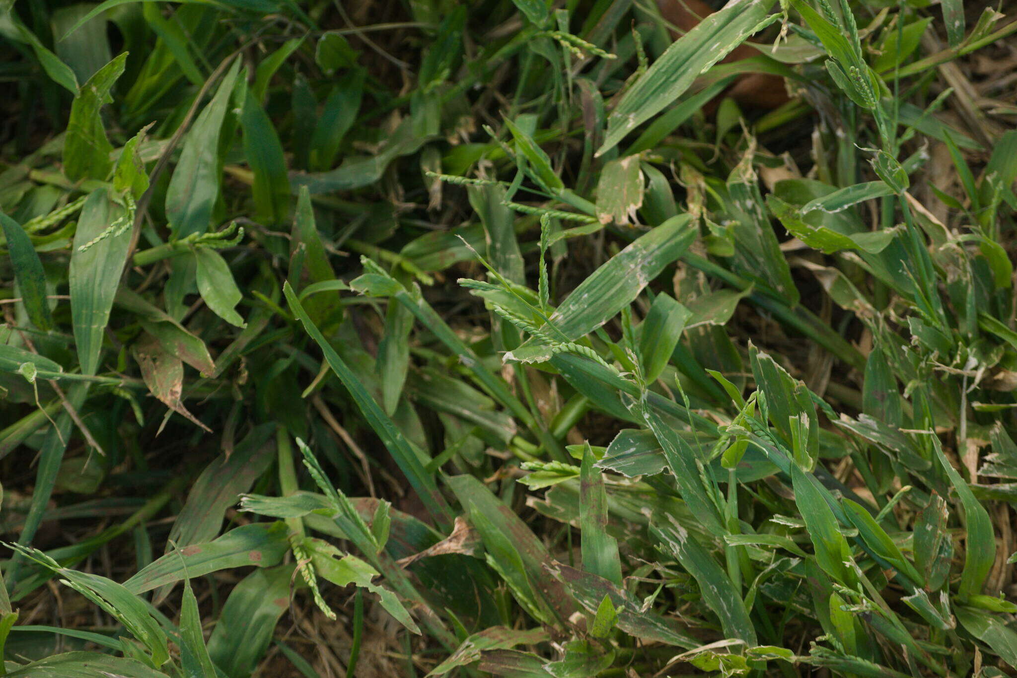 Plancia ëd Brachiaria plantaginea (Link) Hitchc.