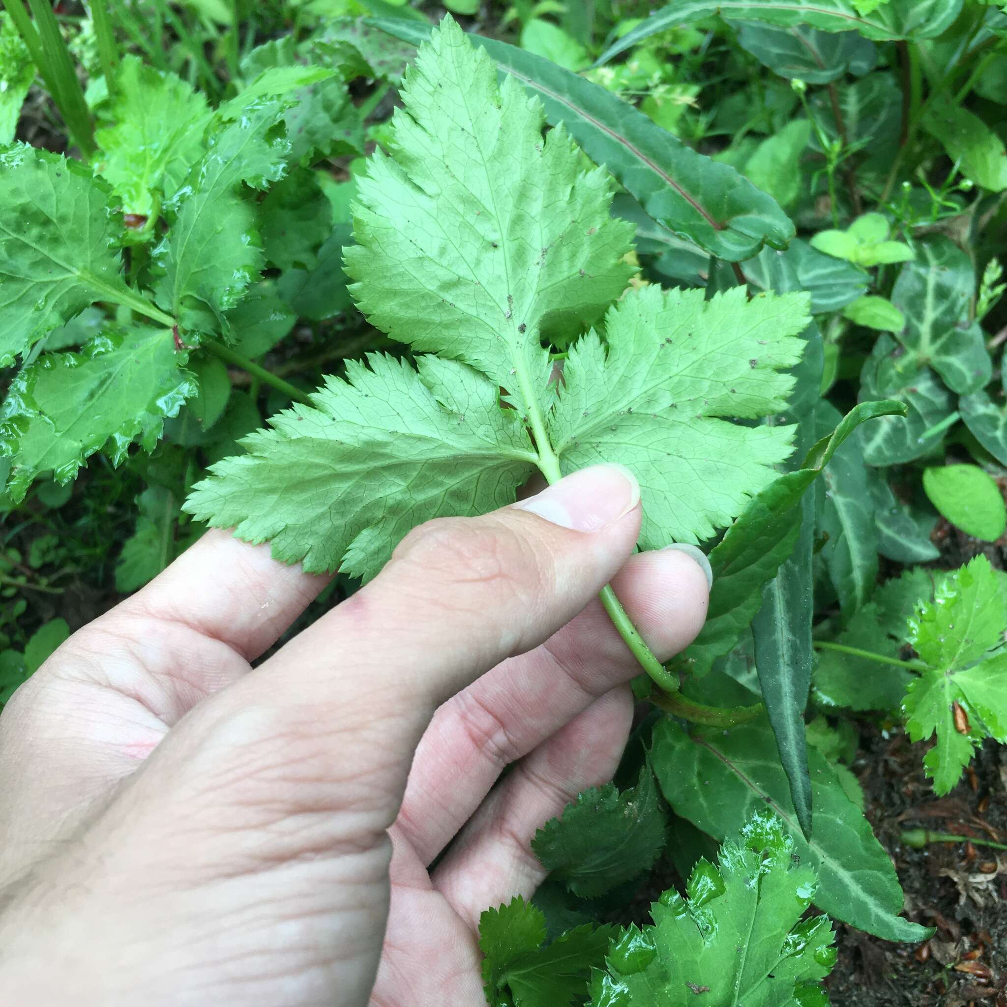 Image of Japanese honewort