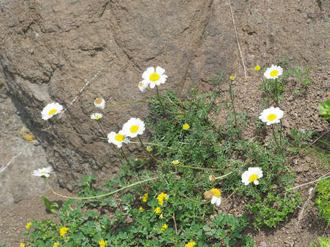 Anthemis cretica subsp. iberica (M. Bieb.) Grierson的圖片