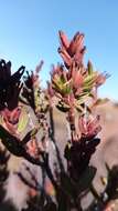 Image de Myrothamnus moschatus (Baill.) Baill.