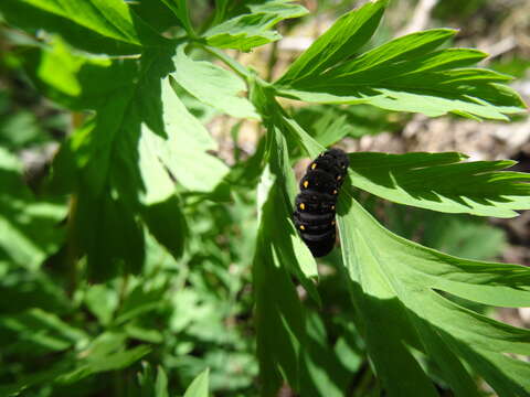 Image of Pacific bleeding heart