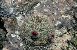 صورة Echinopsis formosa subsp. kieslingii (Rausch) M. Lowry