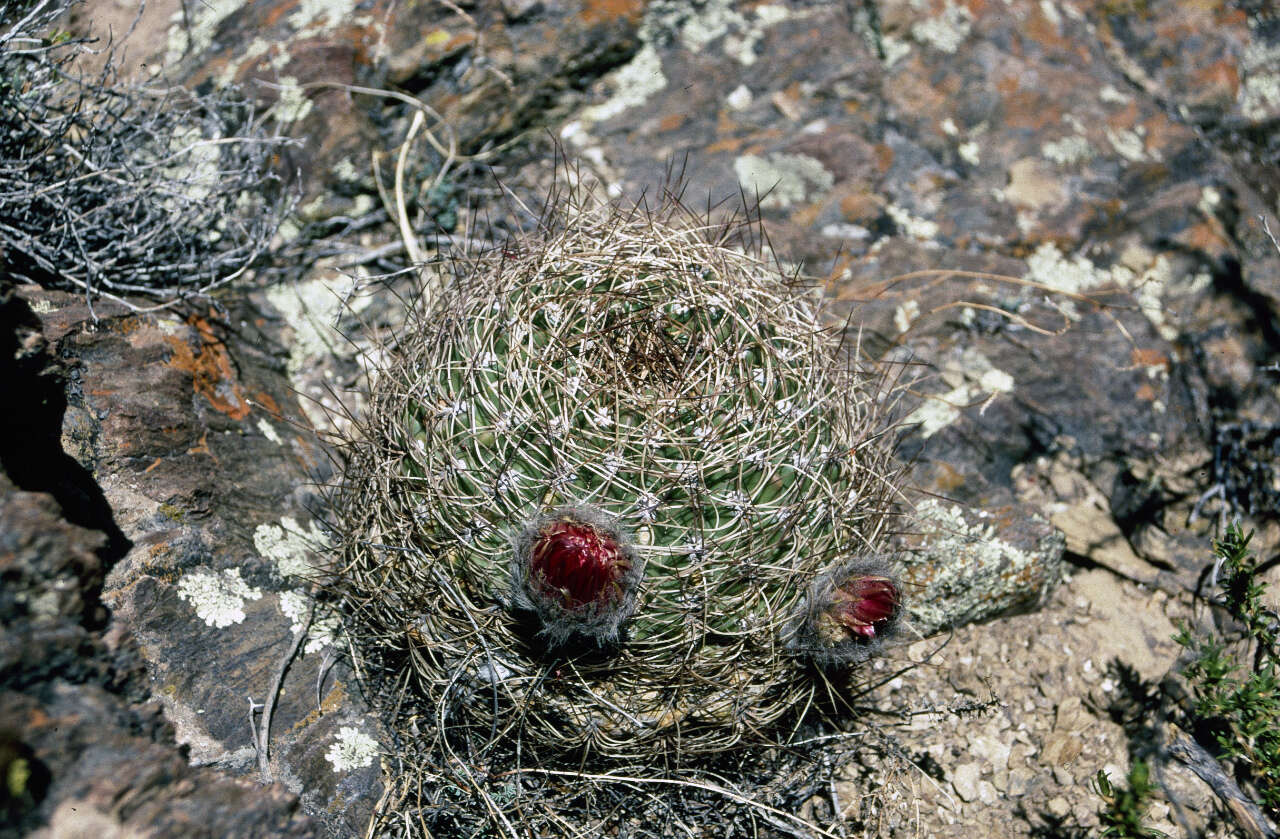 صورة Echinopsis formosa subsp. kieslingii (Rausch) M. Lowry