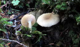 Image of Lactarius cinereus Peck 1872