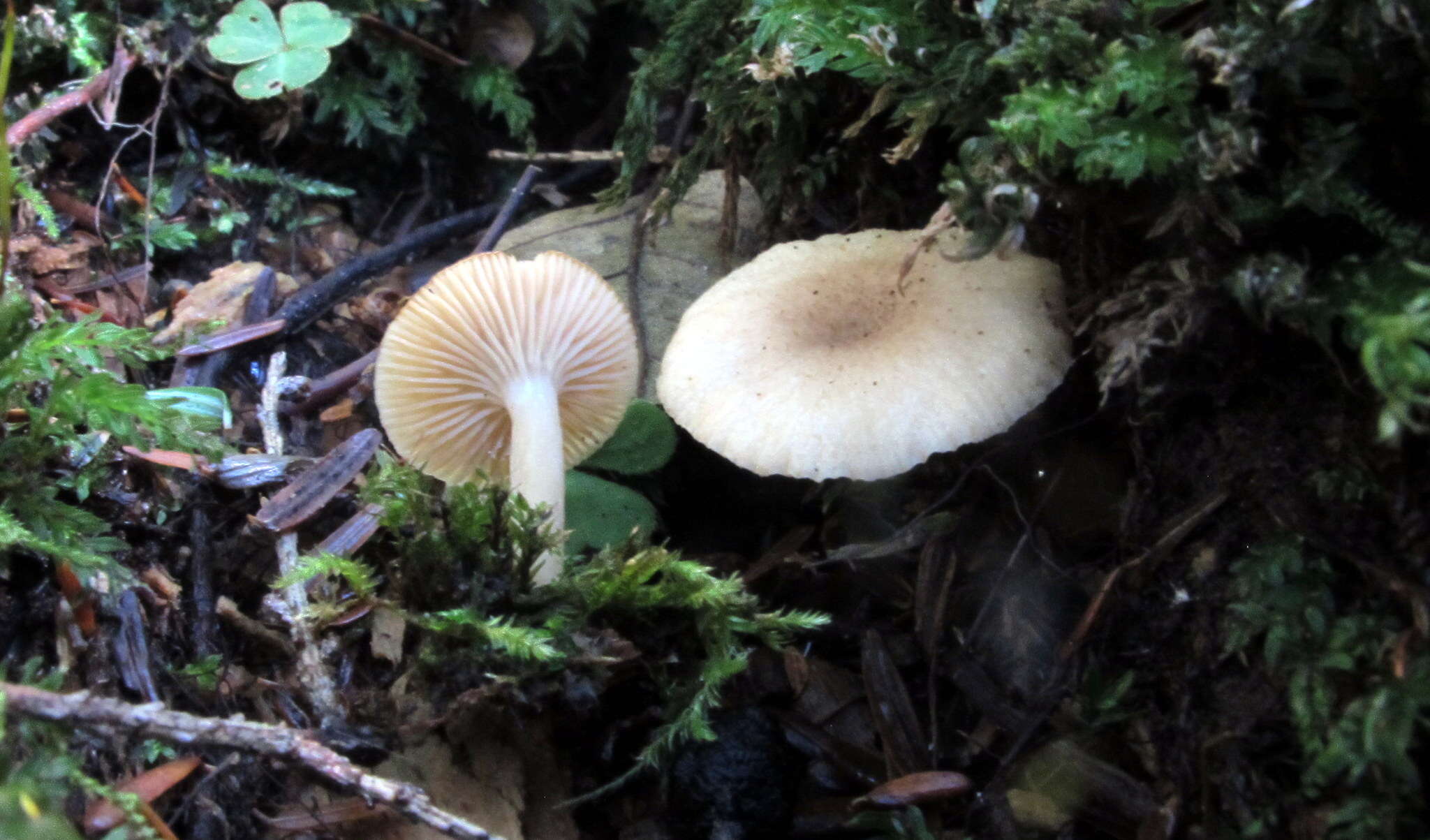 Imagem de Lactarius cinereus Peck 1872