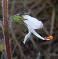 Image of Syncolostemon bolusii (N. E. Br.) D. F. Otieno